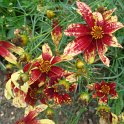 Coreopsis verticillata 'Route 66'